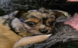 Chihuahua dogs for stud: Merle long haired Chihuahua Stud in Nottingham - Image 27