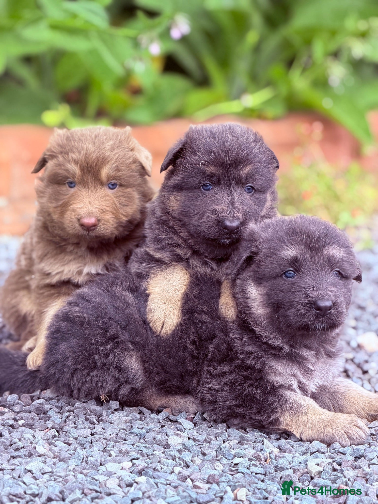 German Shepherd dogs KC Isabella & Blue German Shepherd Girls ⭐ - Advert 1