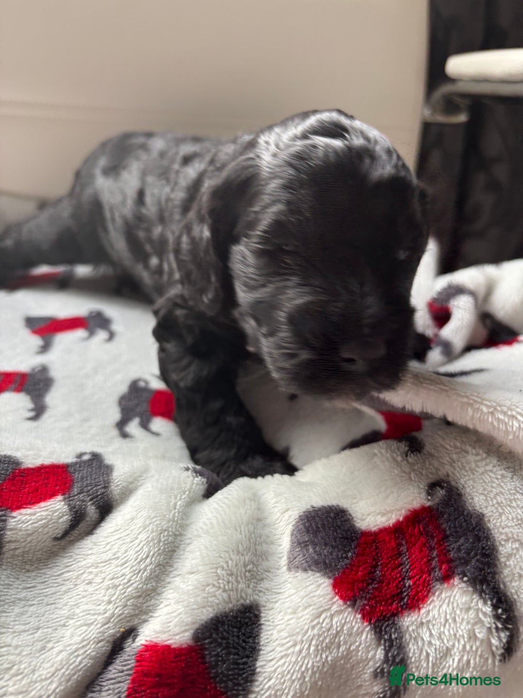 Cockapoo dogs for sale: Adorable F2 Cockapoo Puppies - First Litter  - Advert 14