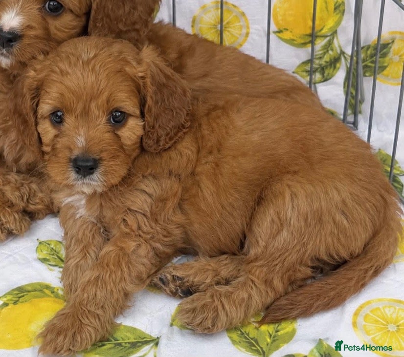 Cavapoo dogs Cavapoo Puppies Looking for their Forever Homes  - Advert 1