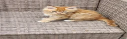 Maine Coon cats for sale: Maine Coon ginger Ready Now!! Absolutely gorgeous! - Advert 18