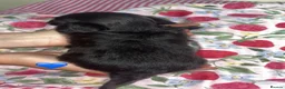 Yorkiepoo dogs for sale: Asian toy poodle puppy’s  in Sittingbourne - Advert 8