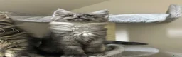 Maine Coon cats for sale: Licensed breeder-maine coon kittens - Advert 21