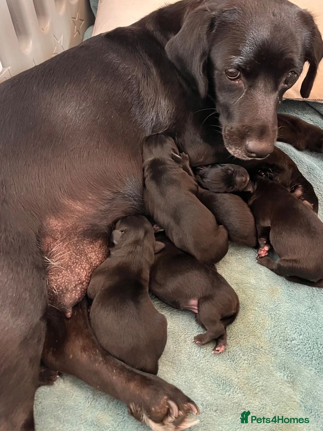 Mixed Breed dogs for sale: Chunky pups in Lancing - Advert 1