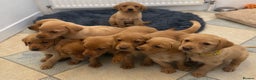 Labrador Retriever dogs for sale: Fox Red KC Reg Fox Red Lab, M&D hip & elbow scored - Advert 24