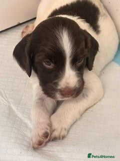 English Springer Spaniel dogs Gorgeous Springer Spaniel Puppies - Advert 9