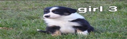 Border Collie dogs for sale: Border collie female pups for sale - Advert 6
