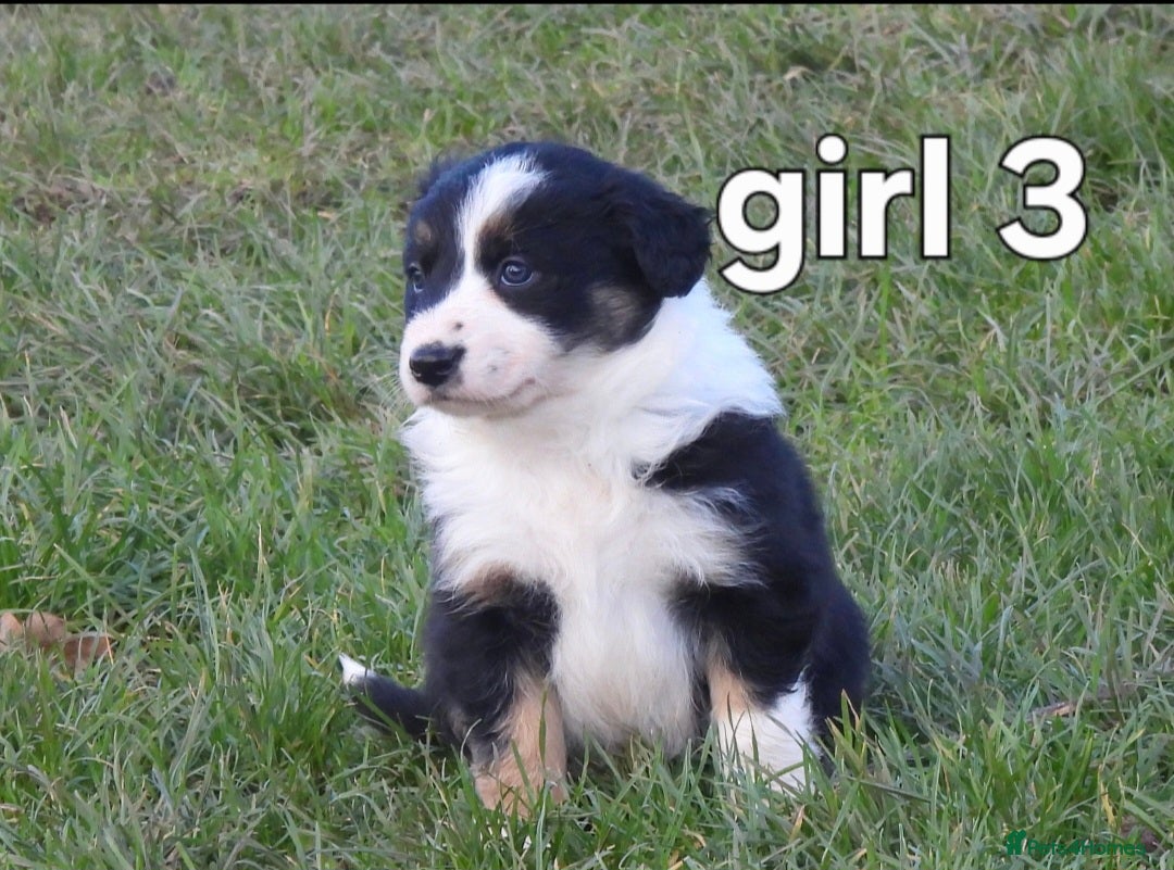 Border Collie dogs for sale: Border collie female pups for sale - Advert 6