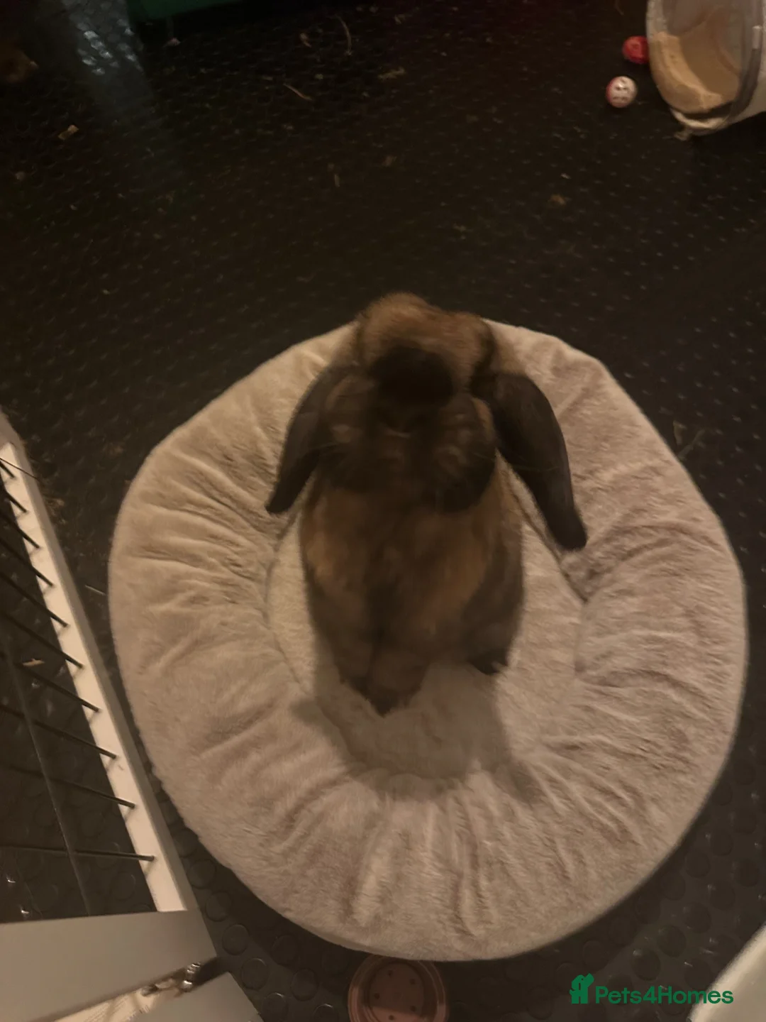 Mini Lop rabbits for sale: Gorgeous Male Neutered 1 Year Old For Rehoming - Advert 2