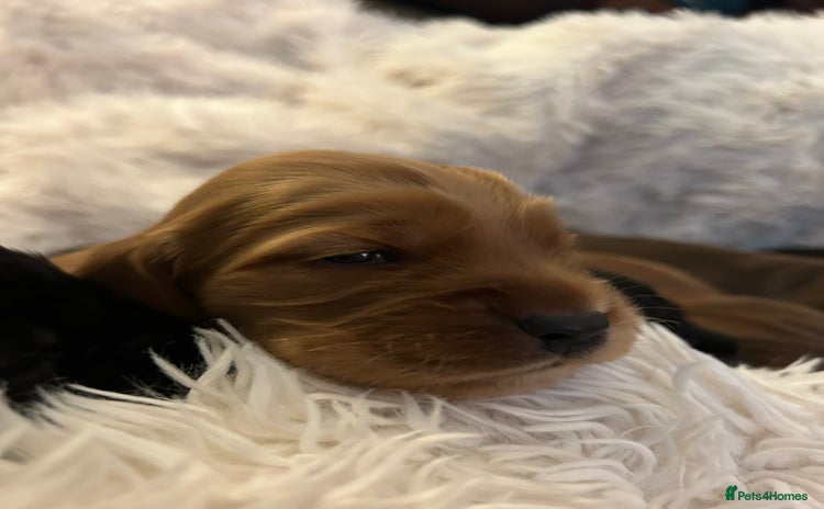 Cocker Spaniel dogs - Advert 7
