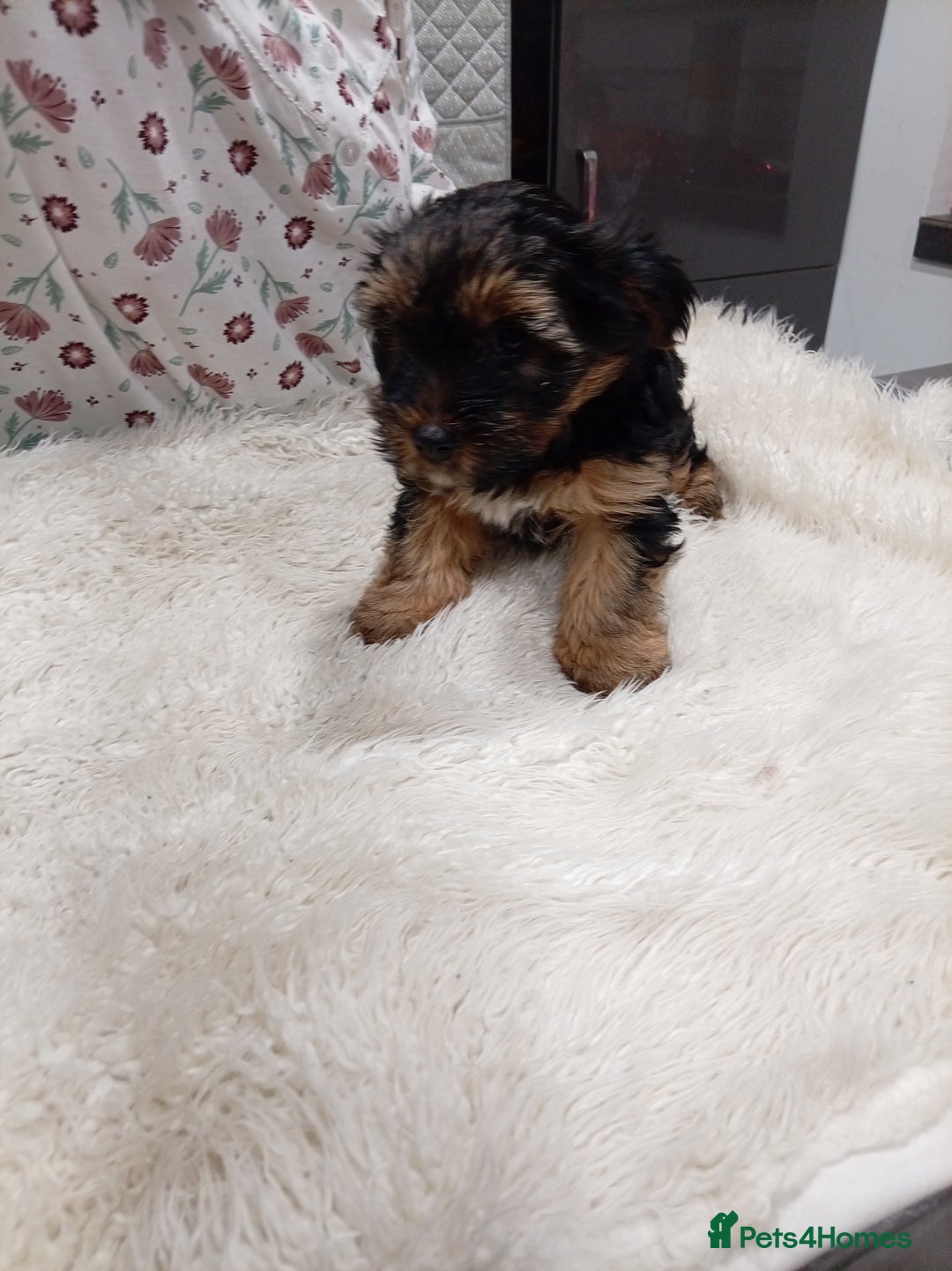 Chorkie dogs for sale: Two amazing Yorkie boys - Advert 20