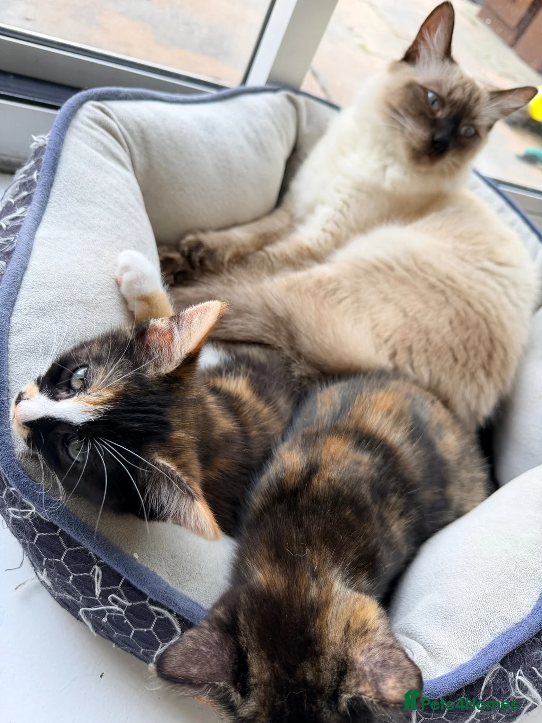 Mixed Breed cats for sale: Two Gorgeous Tortoiseshell girl kittens - Advert 2