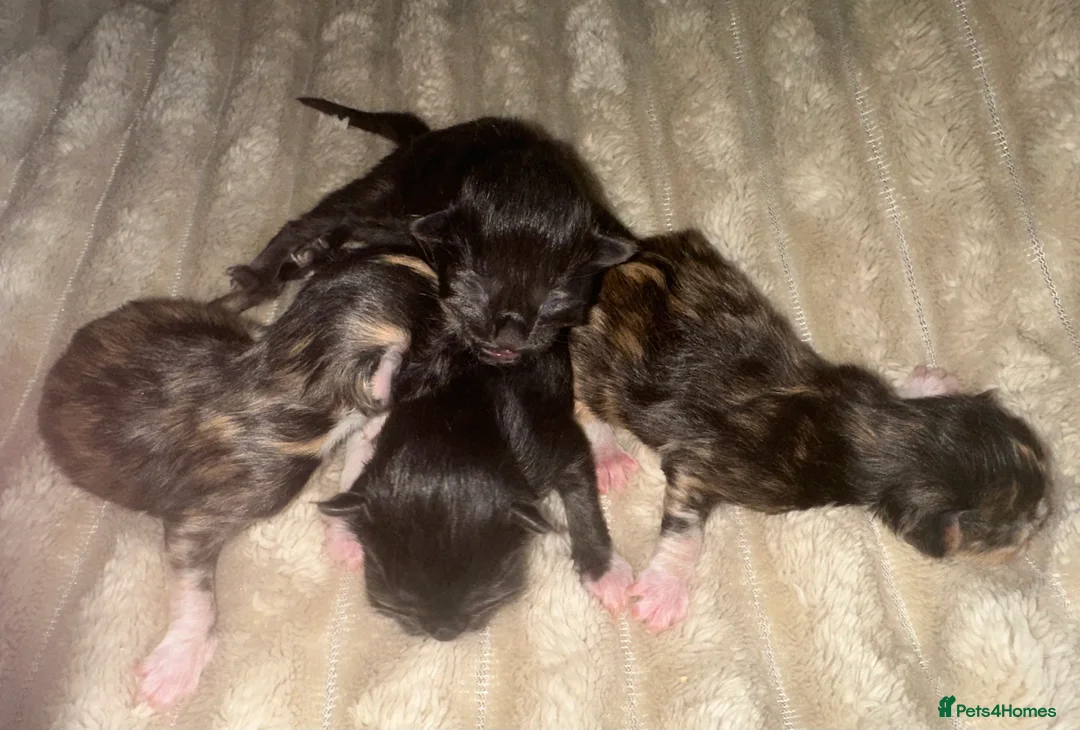 Ragcoon cats for sale: Ragdoll x Maine Coons - Advert 8