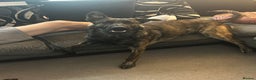 Belgian Shepherd Dog dogs for sale: Rehoming our pup Milo  - Advert 7