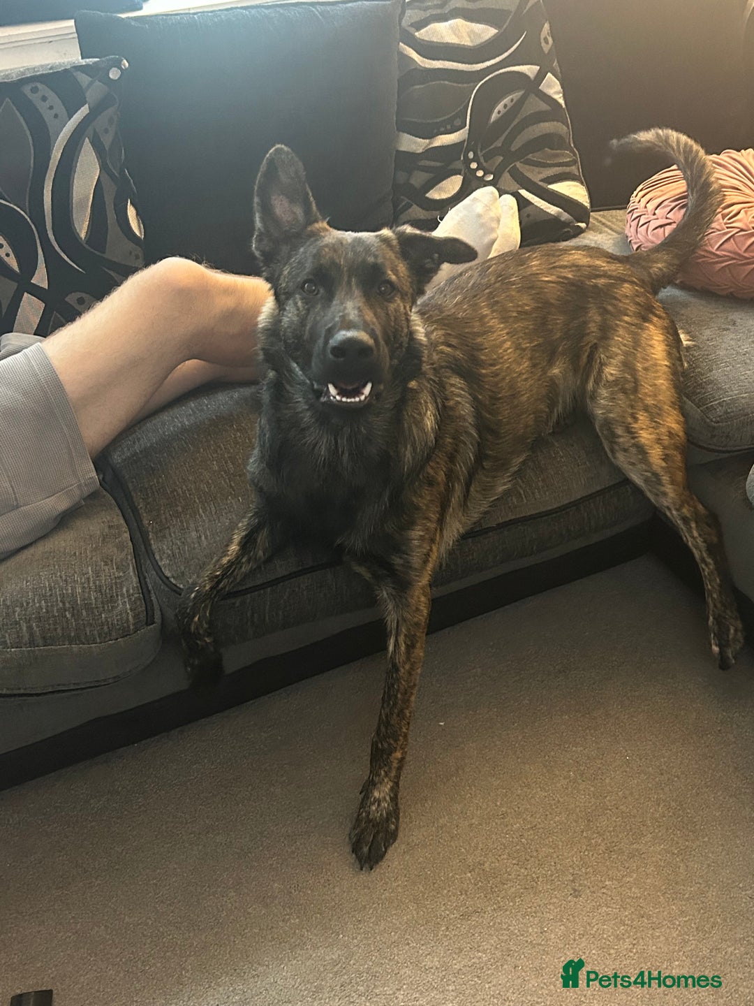 Belgian Shepherd Dog dogs for sale: Rehoming our pup Milo  - Image 7