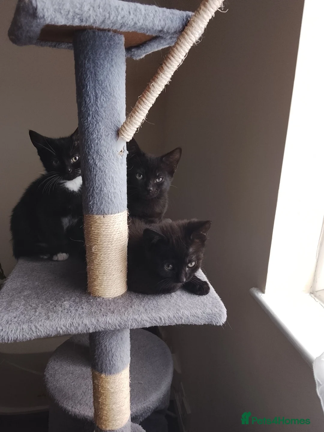 Mixed Breed cats for sale: Black Kittens looking 4 forever home in Enfield - Advert 12