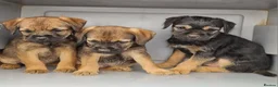 Border Terrier dogs for sale: Excellent border terrier dog pup - Advert 1