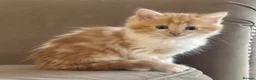 Mixed Breed cats for sale: Gorgeous Ginger & Fluffy Tabby Kittens - Advert 14