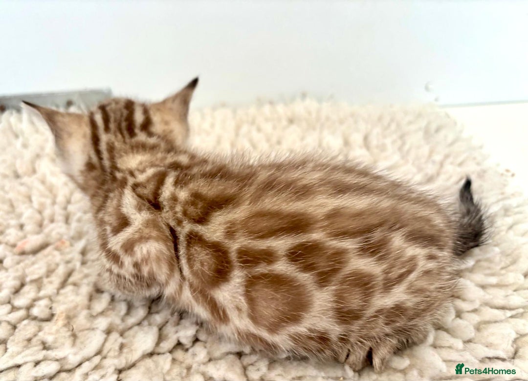 Bengal cats for sale: Seal mink snow & charcoal seal bengal  - Image 9