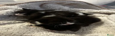 Male 1 