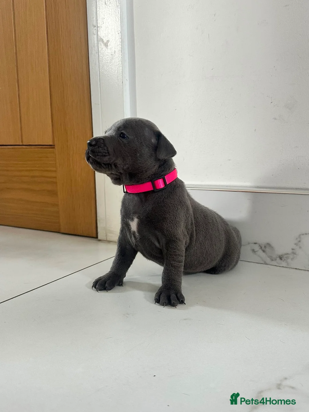 Staffordshire Bull Terrier dogs for sale: Staff puppies  - Advert 20