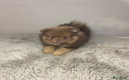 Pomeranian dogs for stud: 💜🧡Lilac & tan KC stud Benji champions in line  in Guildford - Image 21