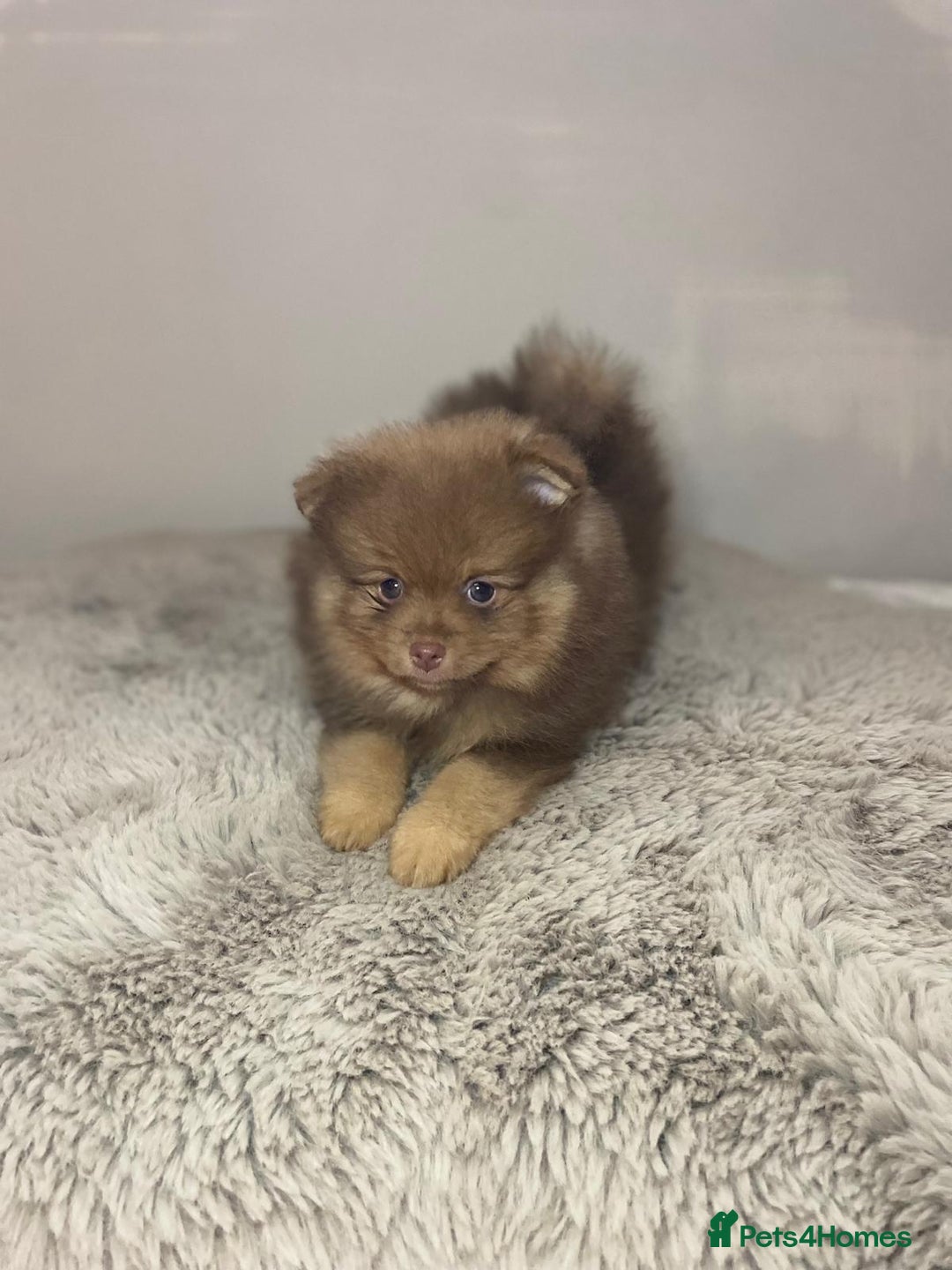 Pomeranian dogs for stud: 💜🧡Lilac & tan KC stud Benji champions in line  in Guildford - Image 21
