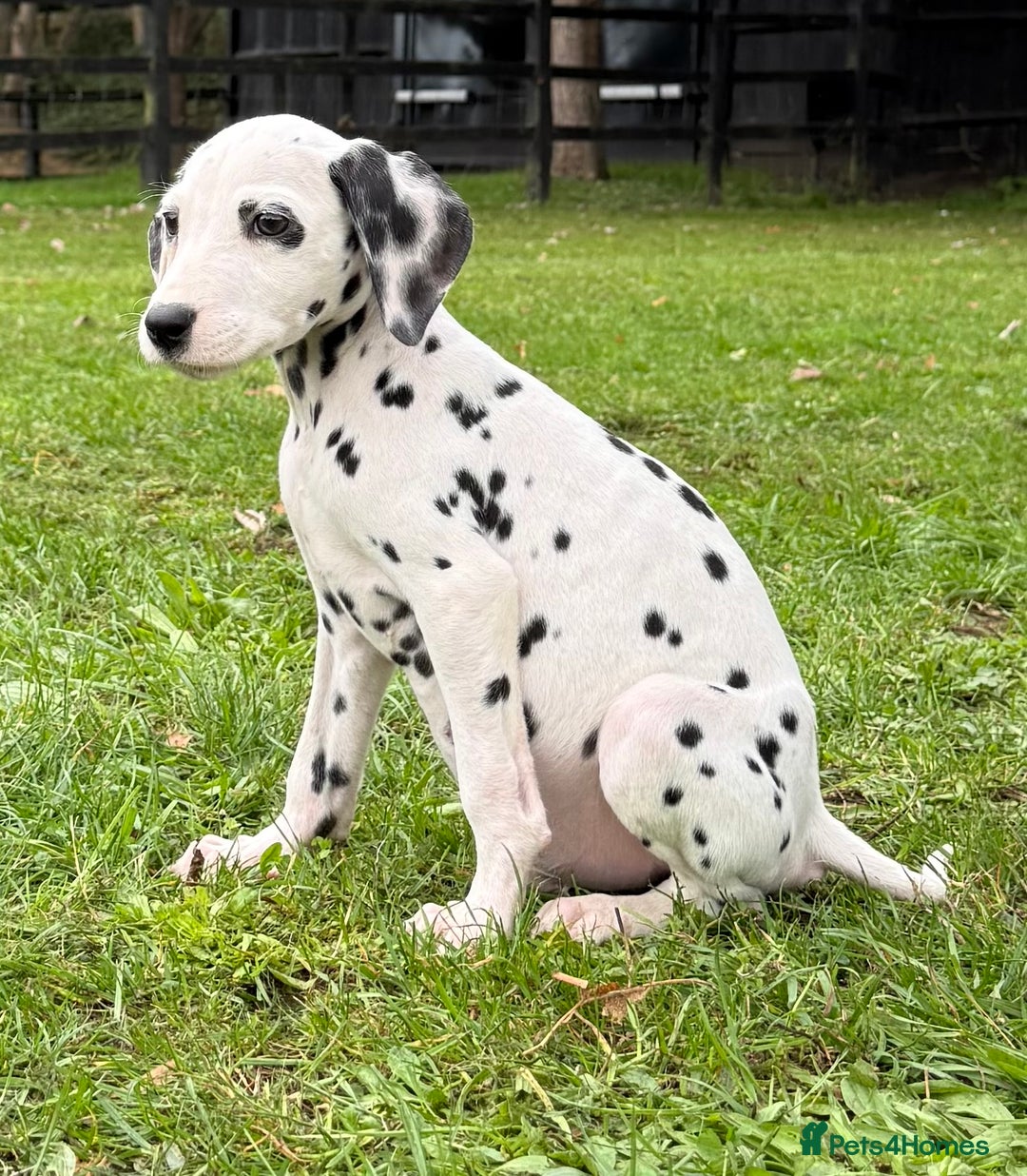 Dalmatian dogs for sale: Dalmation puppues - Image 5