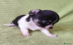 Chihuahua dogs for sale: Amazing Quality Long Coat Chihuahua puppies - Image 29