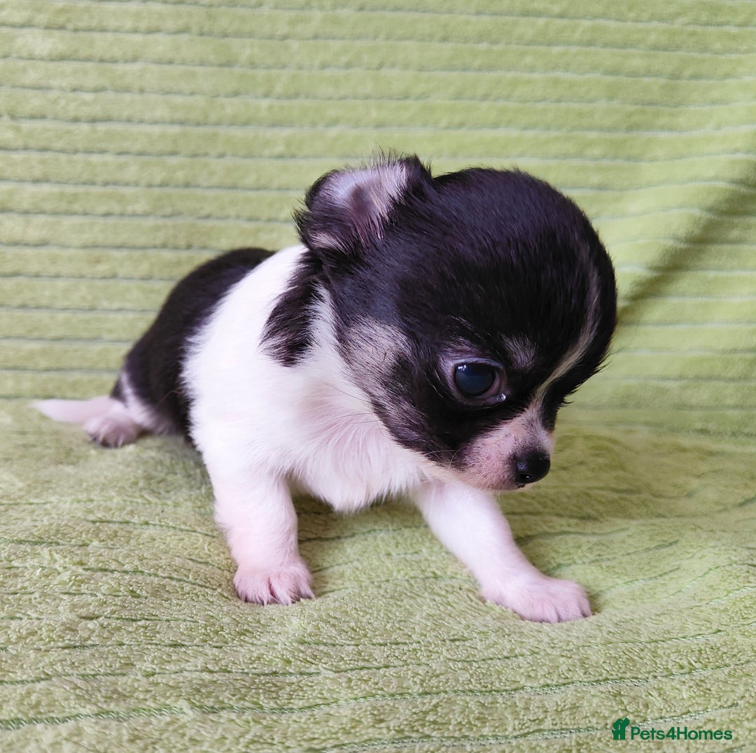 Chihuahua dogs for sale: Amazing Quality Long Coat Chihuahua puppies - Image 29