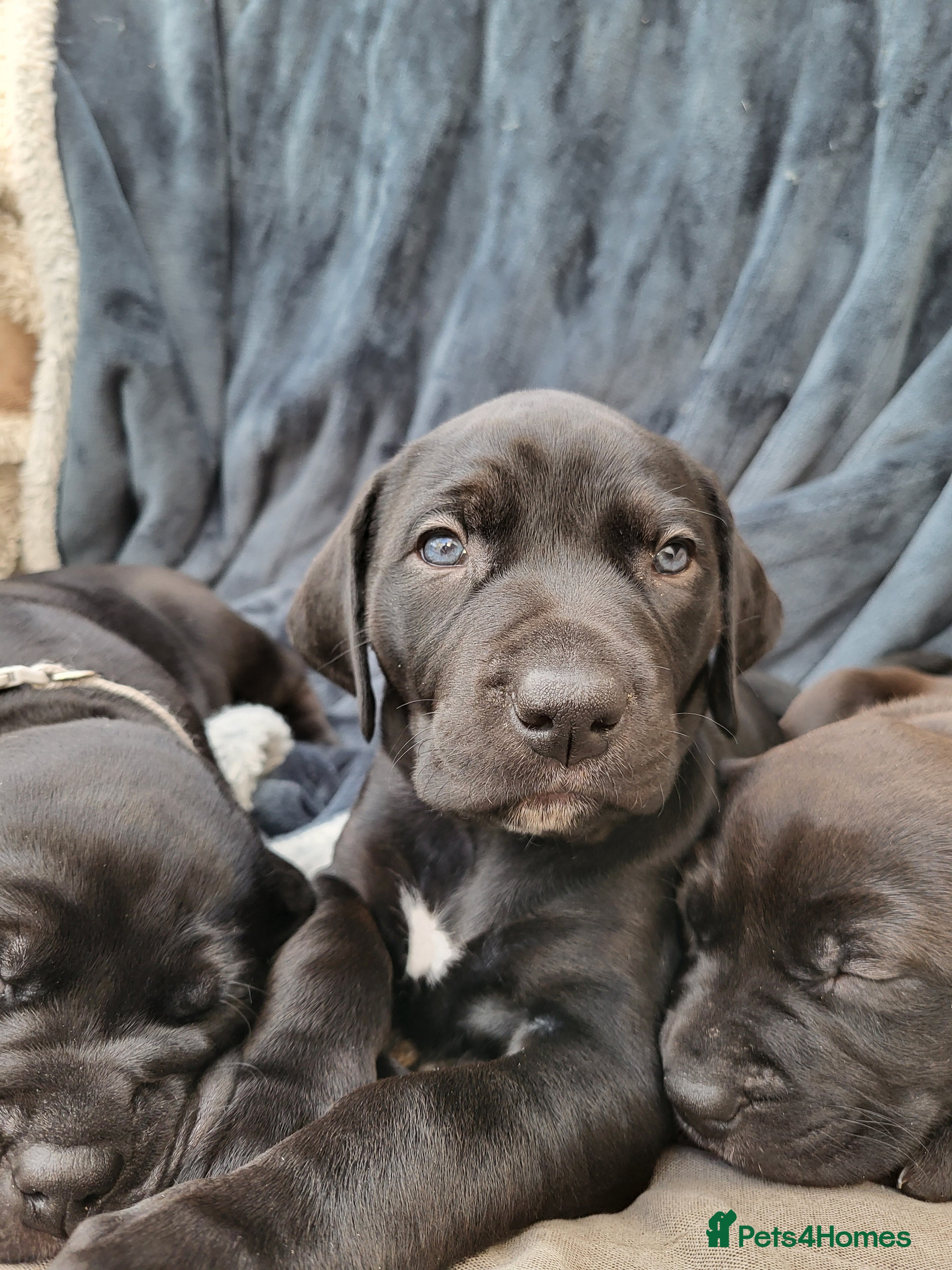 Mixed Breed dogs Alaunt type dogs - Advert 4