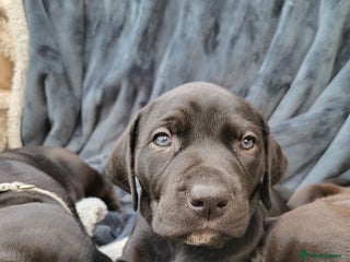 Mixed Breed dogs Alaunt type dogs - Advert 3