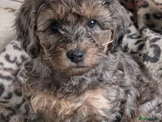 Cockapoo dogs F2b cockapoo pups Super Cute, Rare coats. - Advert 4