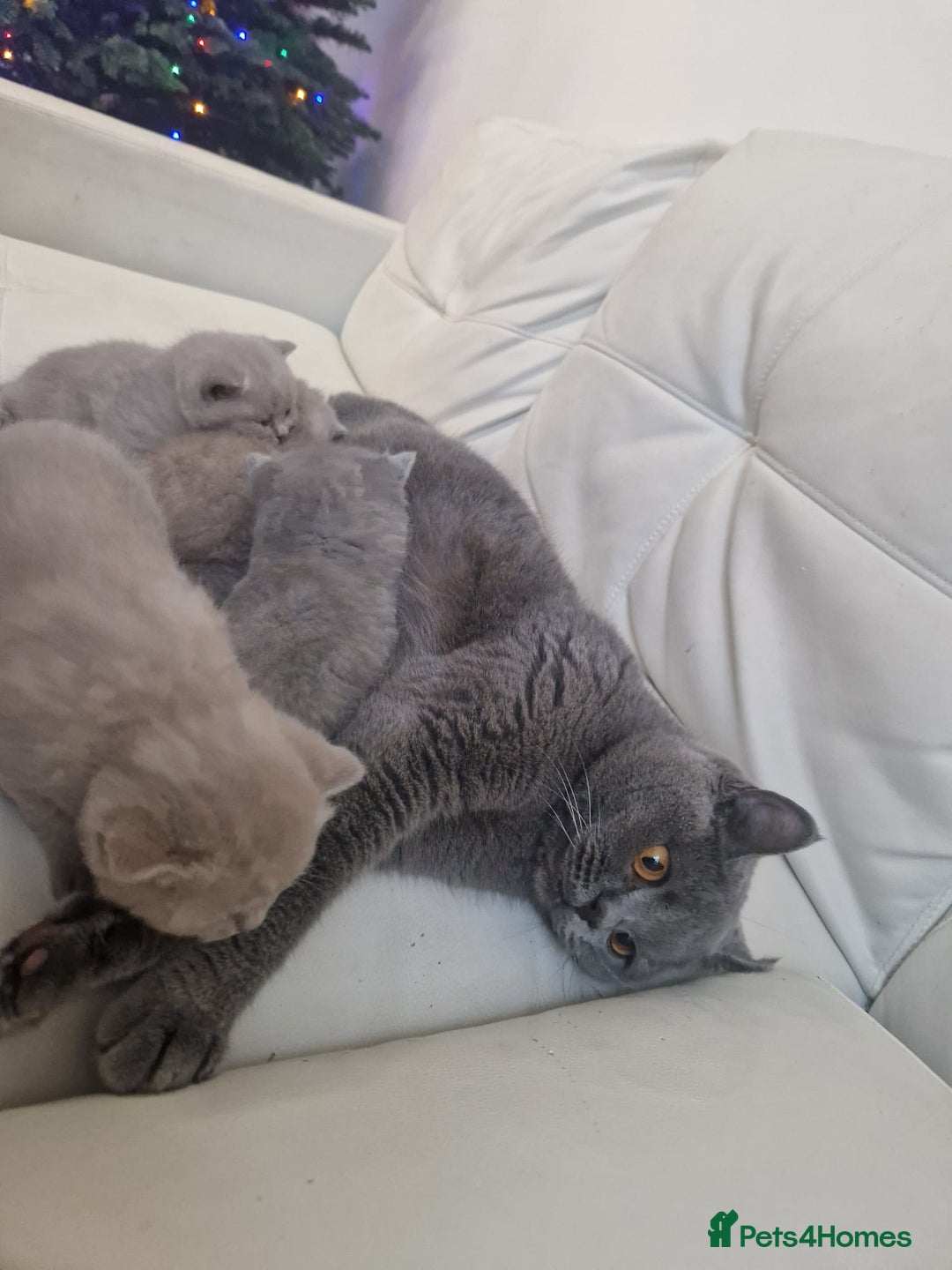 British Shorthair cats for sale: British Shorthair Kittens Blue and Lilac. - Advert 22
