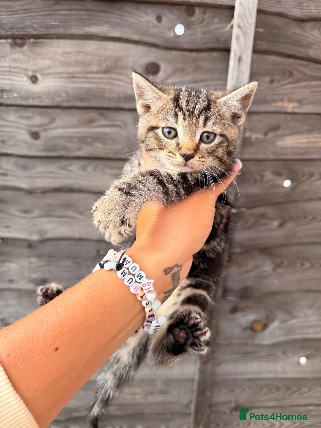 Mixed Breed cats for sale: 🐾GORGEOUS KITTENS LOOKING FOR THEIR 4EVER HOMES🐾 in Braintree - Advert 2