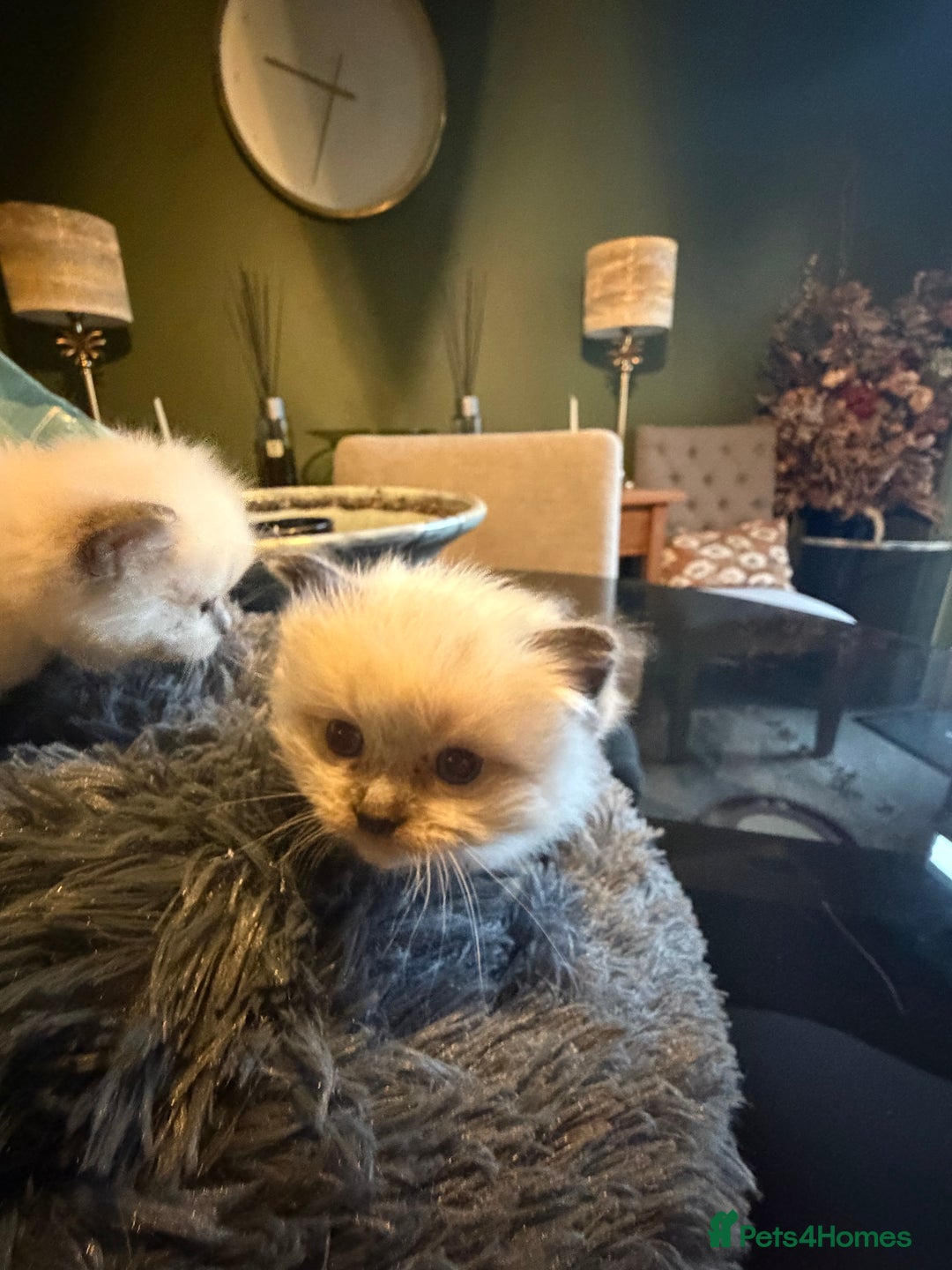 Ragdoll cats for sale: Adorable Ragdoll kittens - Image 2