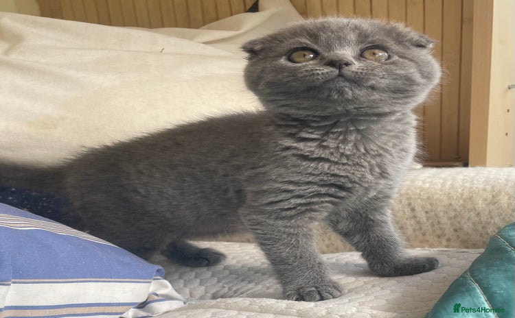 Scottish Fold cats - Advert 1