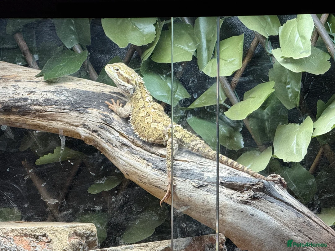 Lizard reptiles for sale: Rankin dragon - Advert 1