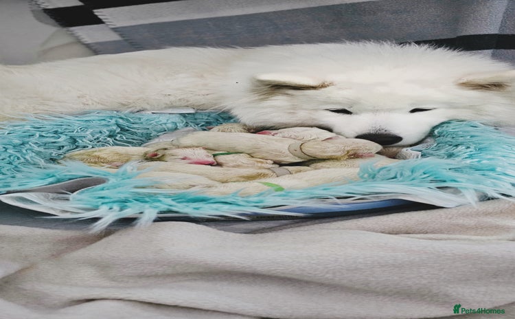 Samoyed dogs - Advert 1