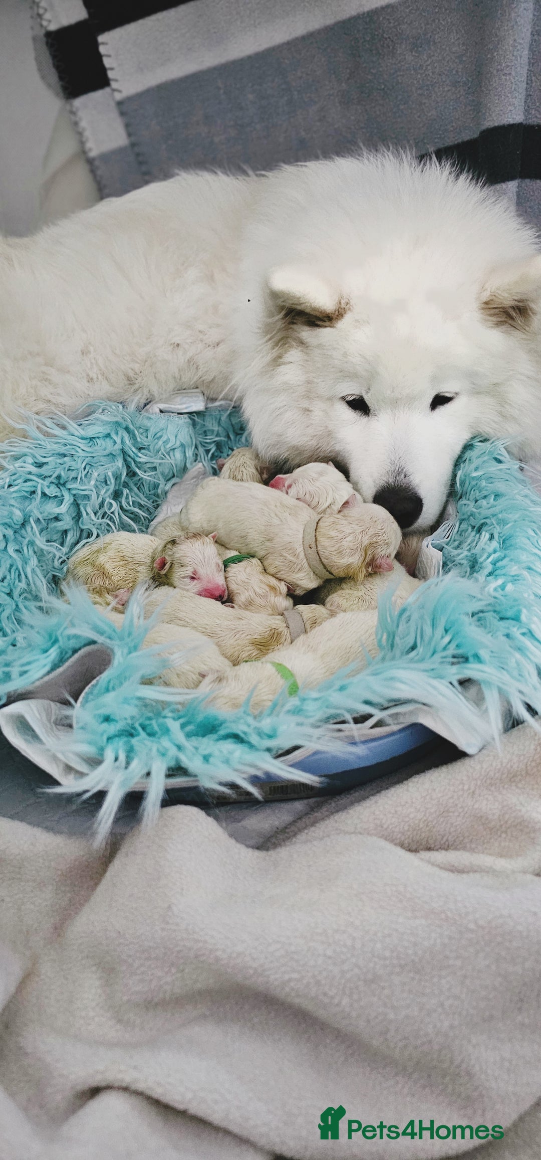 Samoyed dogs for sale: Juz są !!  we accept a reservation now  - Image 1