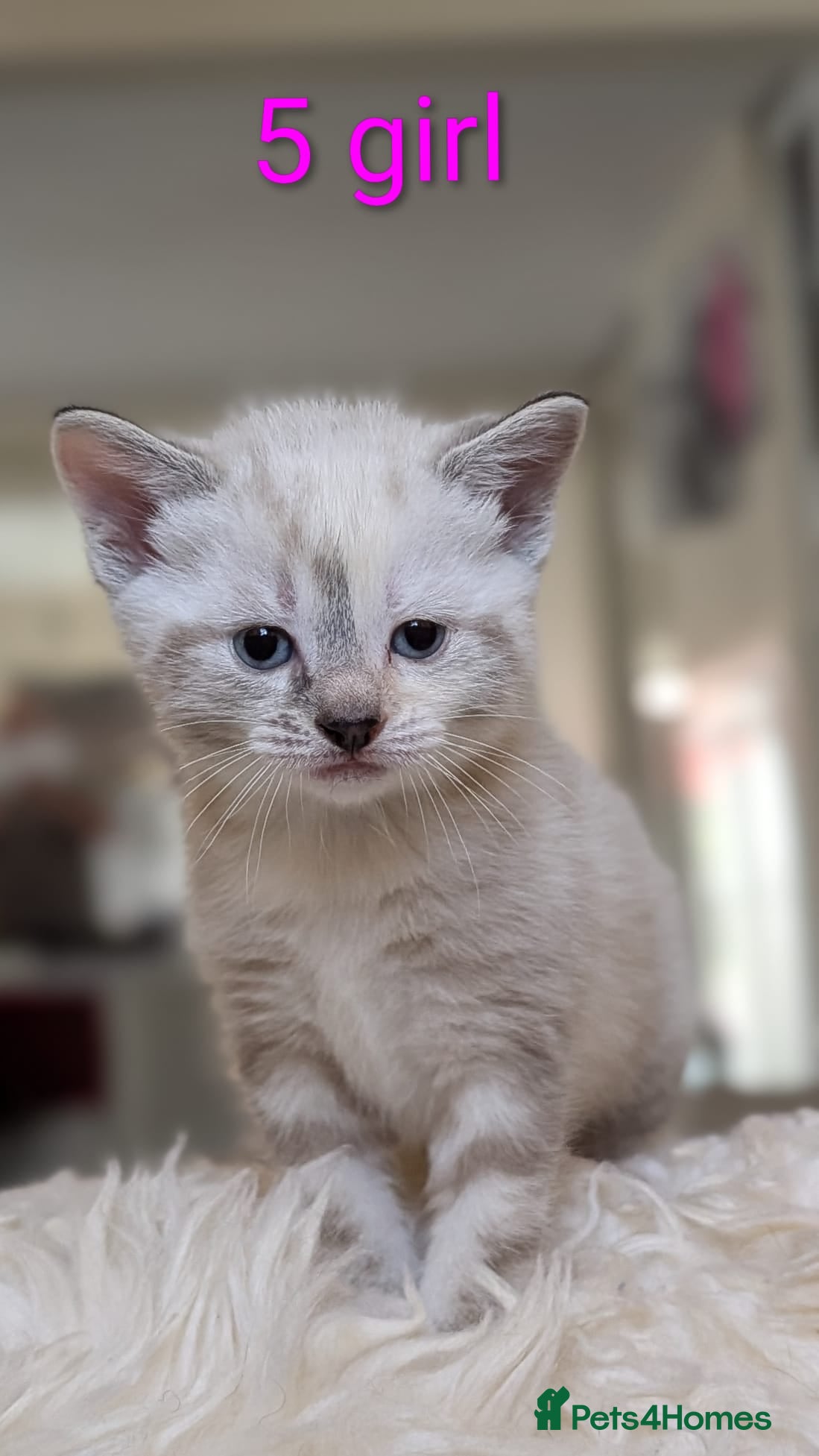 European cats  Stunning Litter  5Tabby  Kittens – Ready Soon! - Advert 2