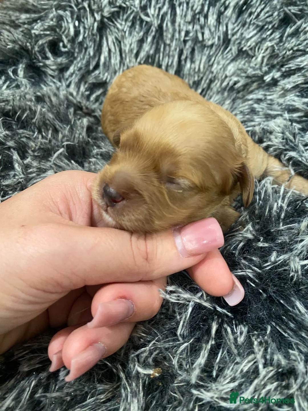 Cavapoo dogs for sale: F1 miniature cavapoo puppies - Advert 4