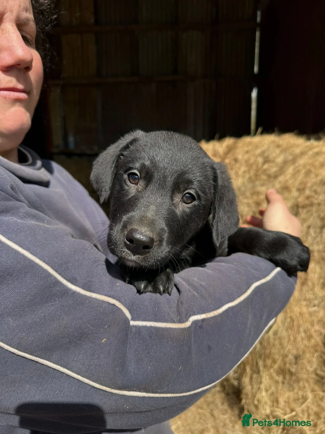 Borador dogs for sale: Labrador x collie pups in Darvel - Advert 2