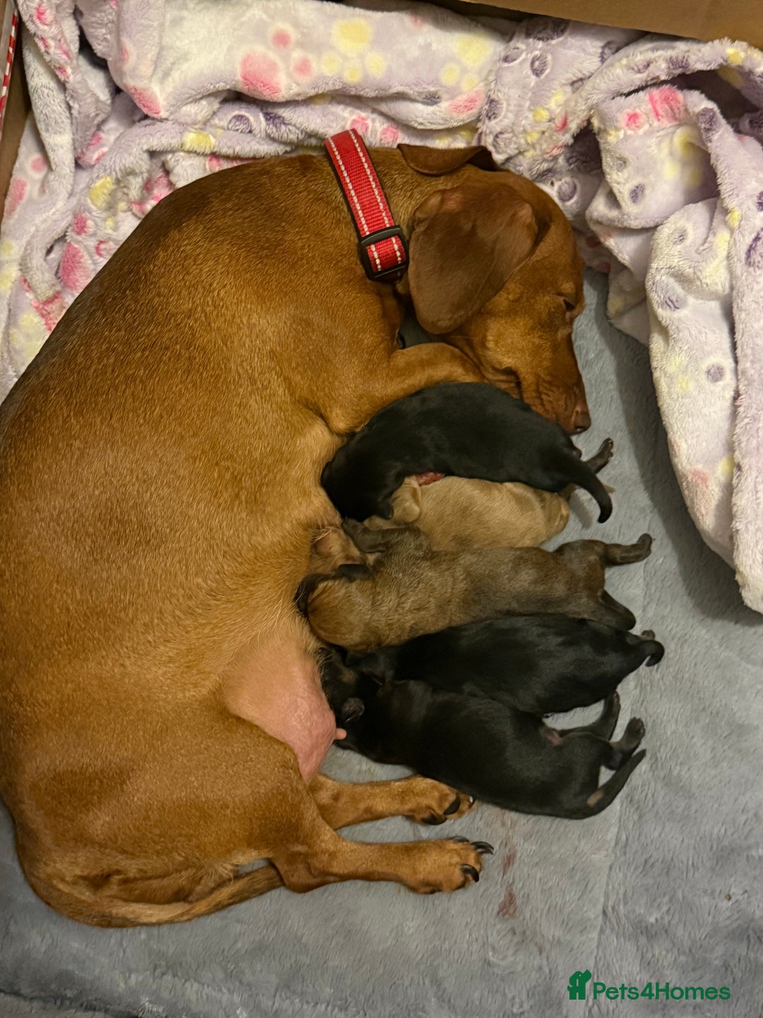 Mixed Breed dogs for sale: Beautiful miniature dash X Maltese  - Image 16