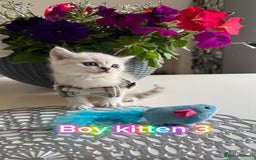 Scottish Fold cats for sale: 4 Scottish Straight Boys  - Image 12