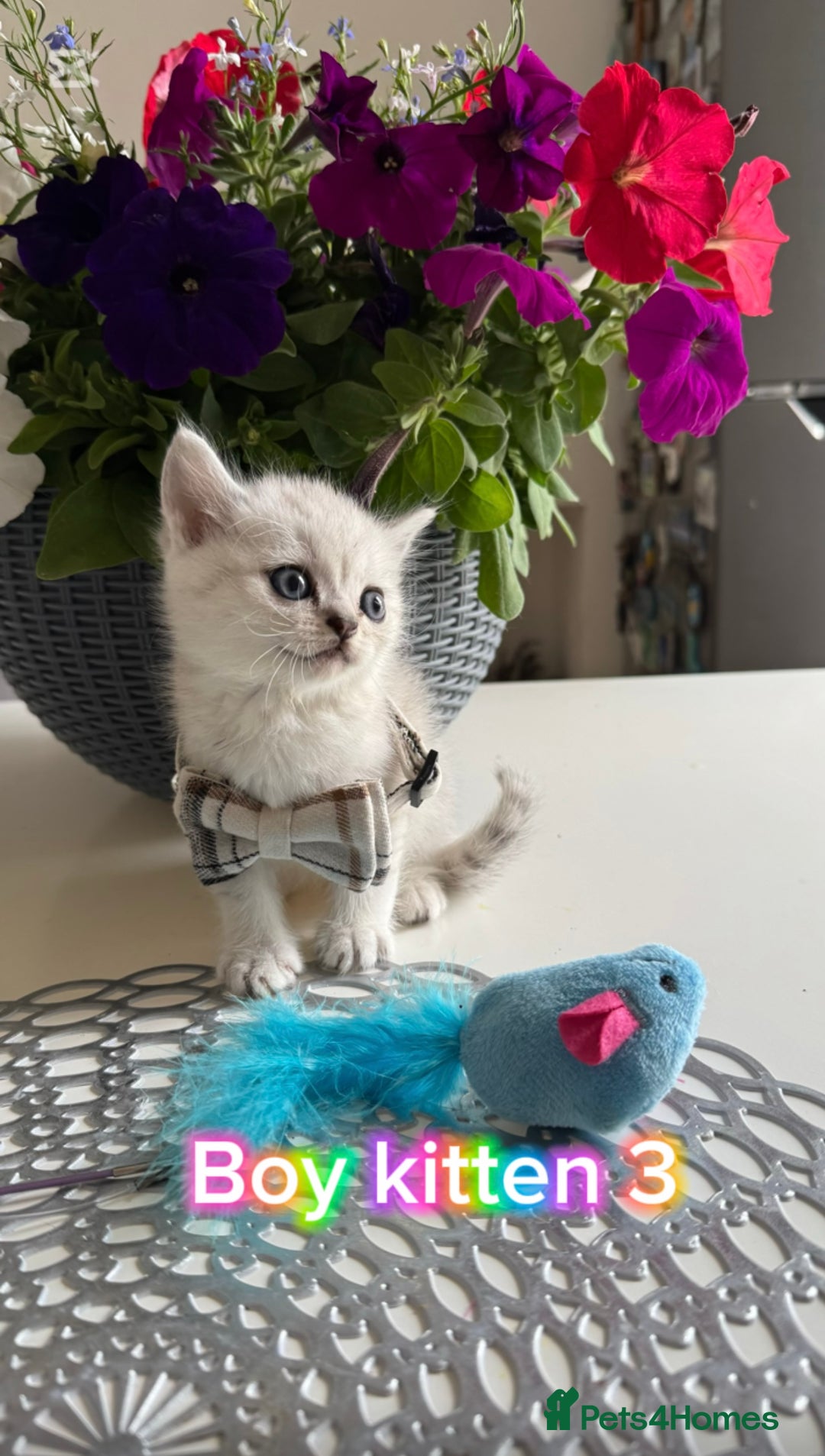 Scottish Fold cats for sale: 4 Scottish Straight Boys  - Image 12