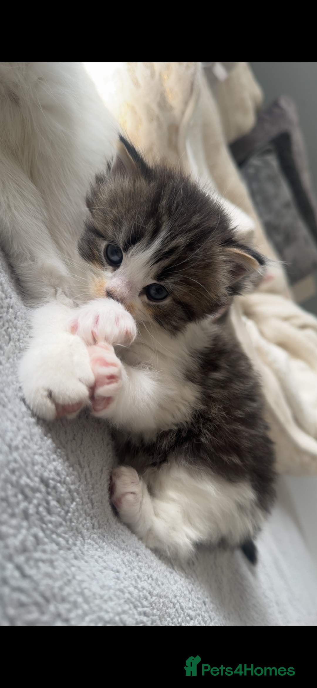 Domestic Shorthair cats for sale: 4 gorgeous kittens for sale - Image 3