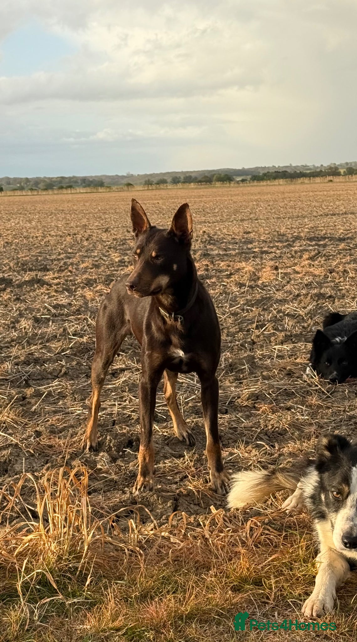 Australian Kelpie dogs for sale: Copper- brown kelpie dog in Cheltenham - Advert 1