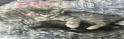 British Shorthair cats for sale: British shorthair cross kittens. Silver striped in Sutton-in-Ashfield - Advert 14