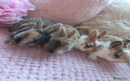 Rex rabbits for sale: 🐰🐰Beautiful baby mini rex 🐰🐰 - Advert 2
